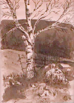 [pen & ink drawing of a birch tree]