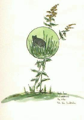 [Black Bear & Goldenrod Sketch]